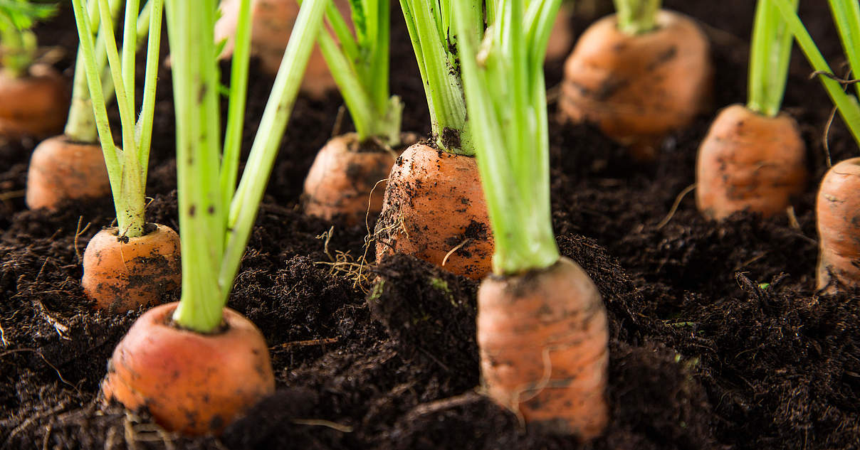 "Weltretten mit Mohrrüben" Bewertungsbogen WWF