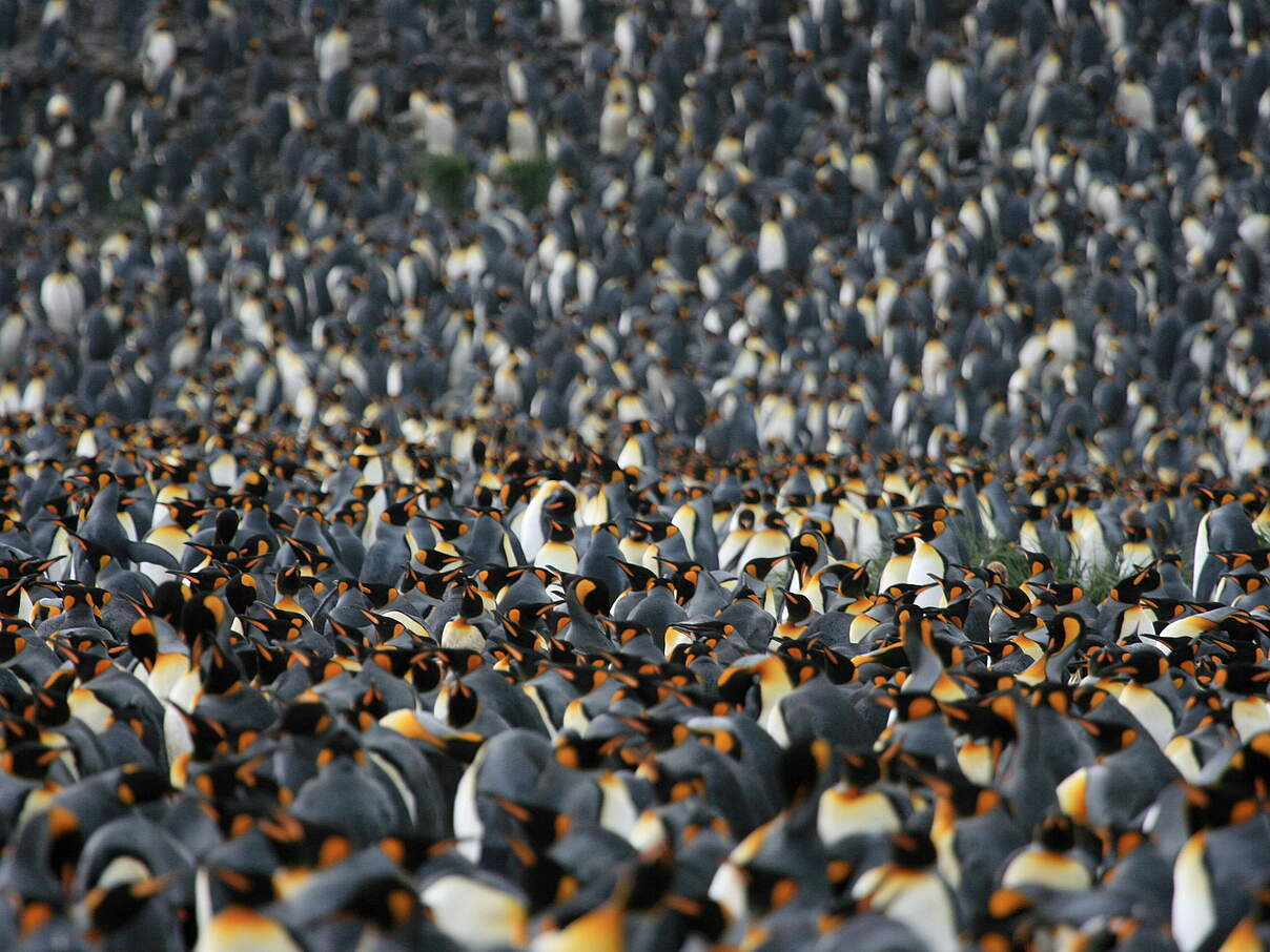 Eine riesige Königspinguin-Kolonie 
