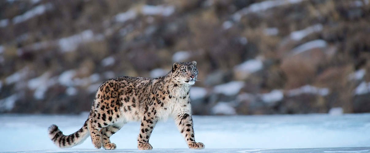 Schneeleopard in der Mongolei © naturepl.com / Valeriy Maleev / WWF