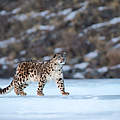 Schneeleopard in der Mongolei © naturepl.com / Valeriy Maleev / WWF