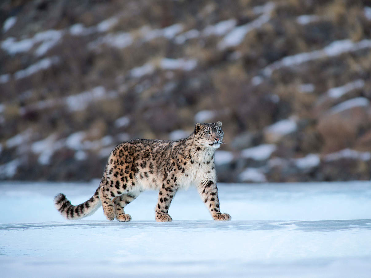 Schneeleopard in der Mongolei © naturepl.com / Valeriy Maleev / WWF