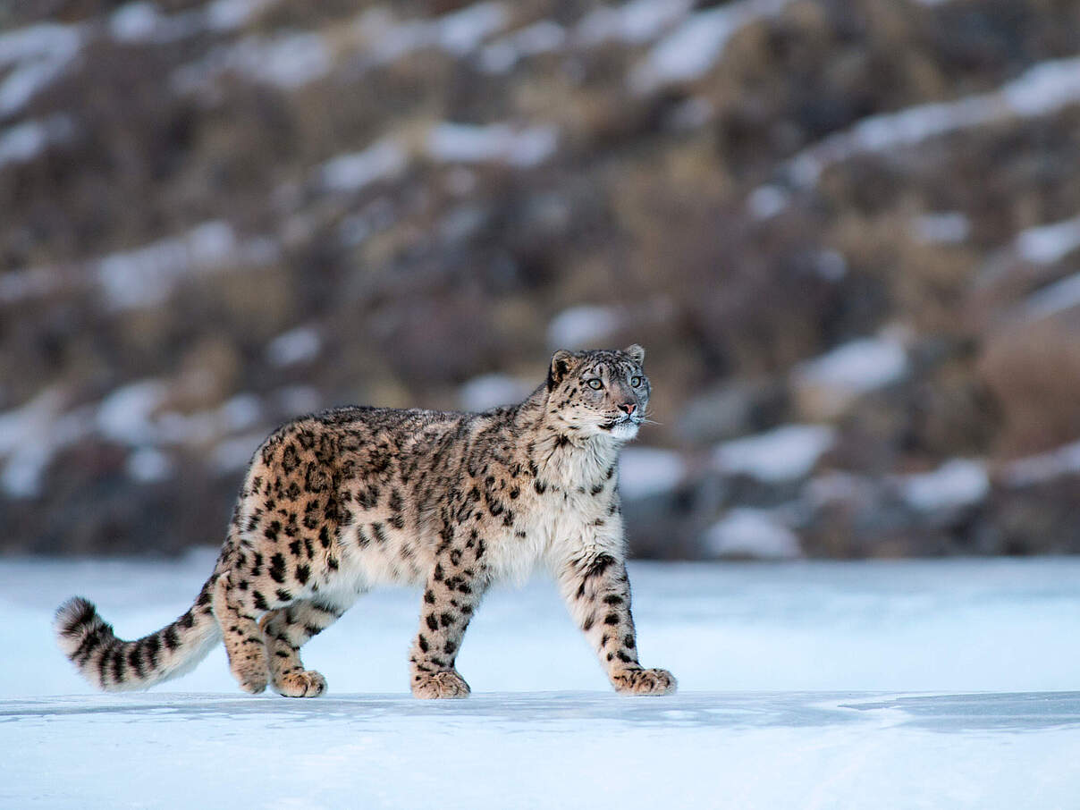 Schneeleopard in der Mongolei © naturepl.com / Valeriy Maleev / WWF