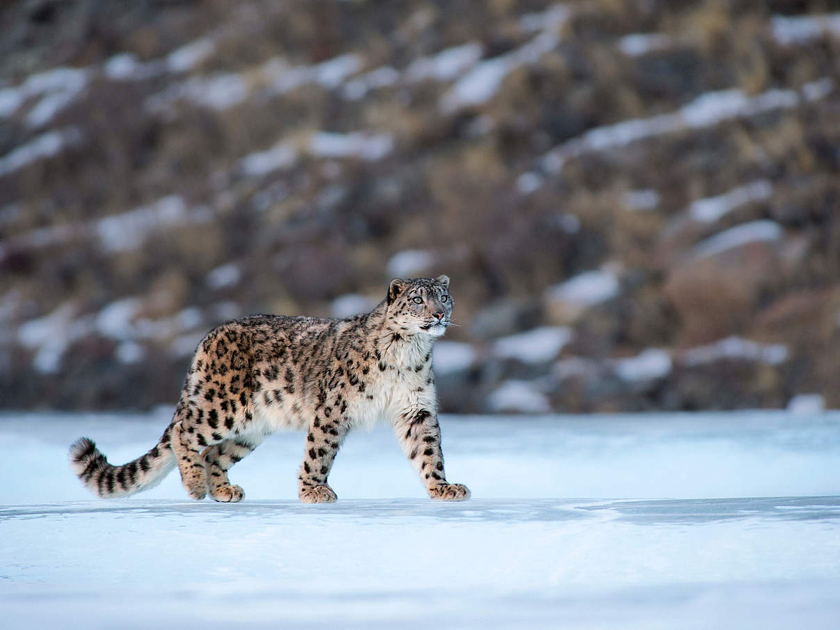 Schneeleopard in der Mongolei © naturepl.com / Valeriy Maleev / WWF