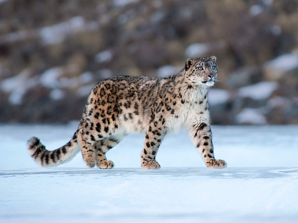 Schneeleopard in der Mongolei © naturepl.com / Valeriy Maleev / WWF