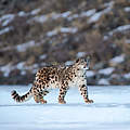 Schneeleopard in der Mongolei © naturepl.com / Valeriy Maleev / WWF