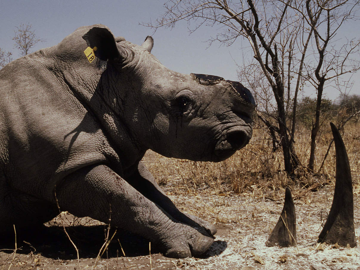 Spitzmaulnashorn nach Hornabtrennung © Michel Gunther / WWF