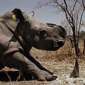 Spitzmaulnashorn nach Hornabtrennung © Michel Gunther / WWF