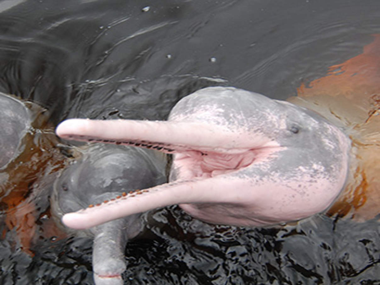 Amazonasdelfin © Anton Vorauer / WWF