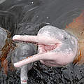Amazonasdelfin © Anton Vorauer / WWF