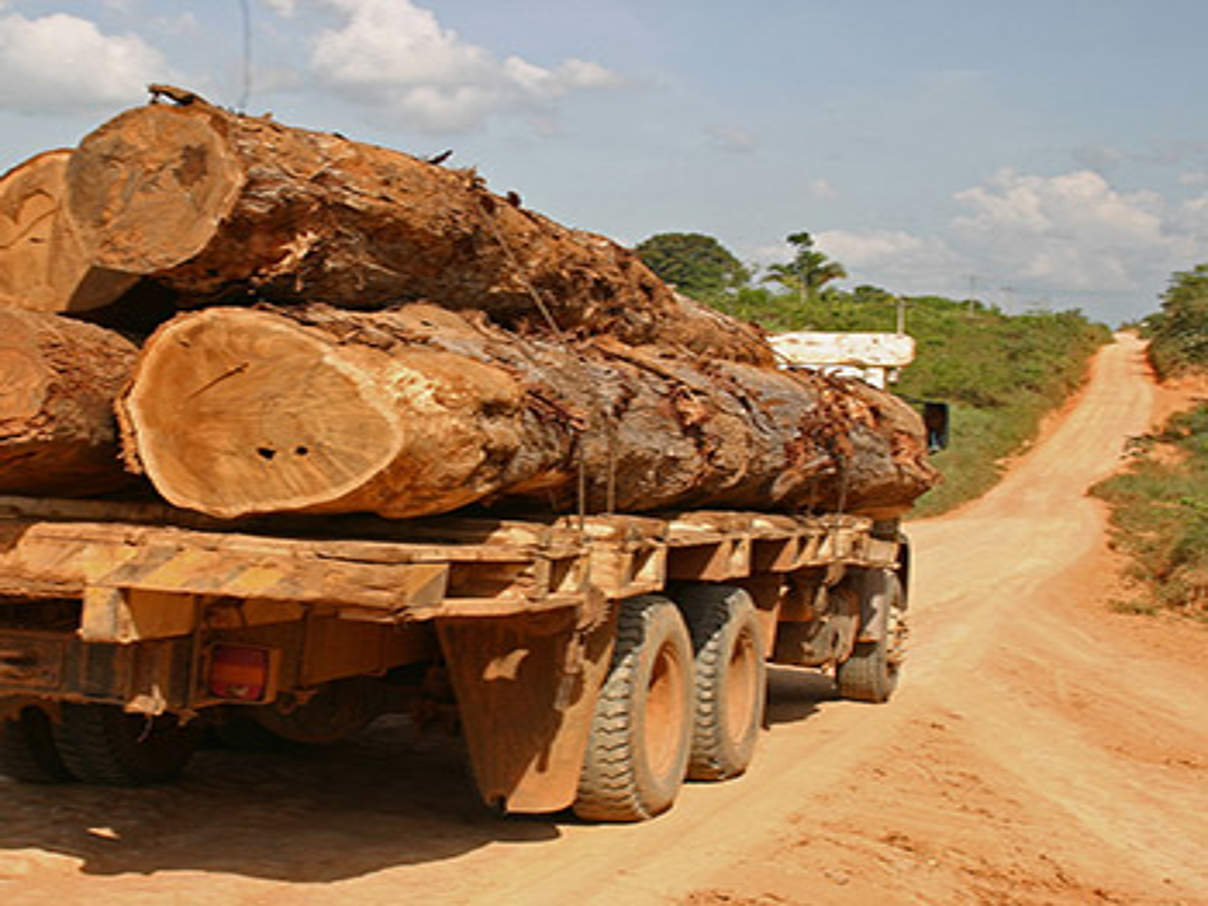 Holztransport © Clovis Miranda / WWF