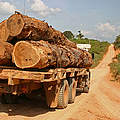 Holztransport © Clovis Miranda / WWF