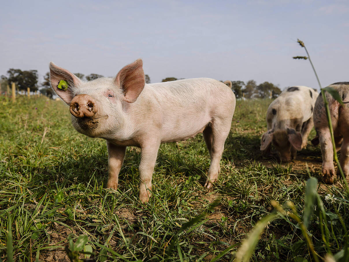 Das Wohl der Schweine darf nicht durch menschliche Interessen beeinträchtigt werden