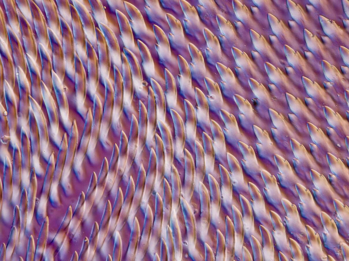 Nahaufnahme einer Schneckenzunge