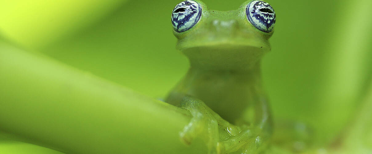 Geisterglasfrosch © Edwin Giesbers / nature picture library / WWF