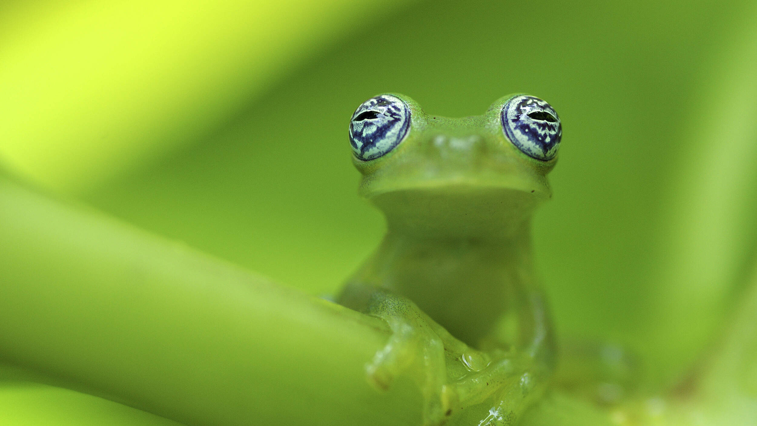 Geisterglasfrosch © Edwin Giesbers / nature picture library / WWF