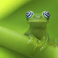 Geisterglasfrosch © Edwin Giesbers / nature picture library / WWF