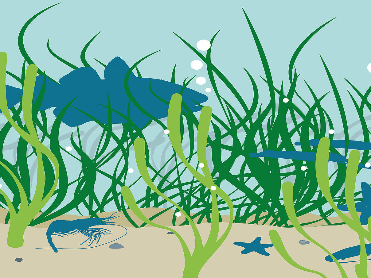 Illustration einer Seegraswiese mit Fischen und anderen Lebewesen.