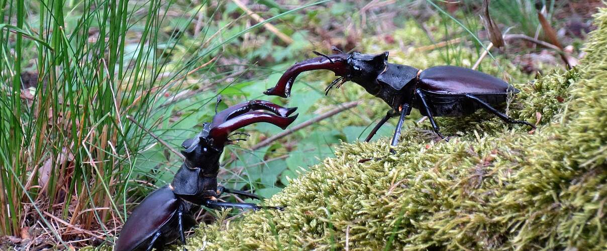 Zwei Hirschkäfer © Florian Lauer / WWF