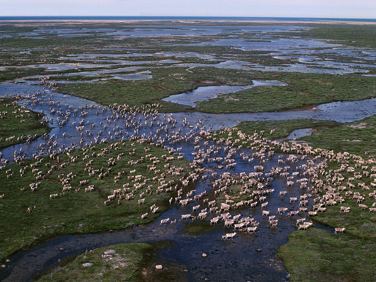Luftaufnahme: eine Karibu-Herde (Rangifer tarandus) zieht durch die sommerliche Tundra, die durch grüne Vegetation und große Wasserflächen geprägt ist, Hudson Bay, Kanada.
