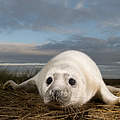 Kegelrobbe © Wild Wonders of Europe / Laurent Geslin / WWF