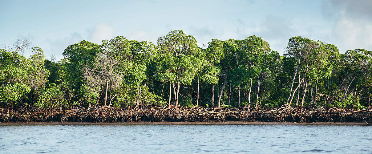 Mangroven schützen Küste und Klima © Jonathan Caramanus / Green Renaissance / WWF