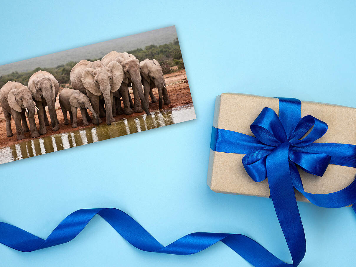 WWF-Geschenkmitgliedschaft WWF-Geschenkmitgliedschaft