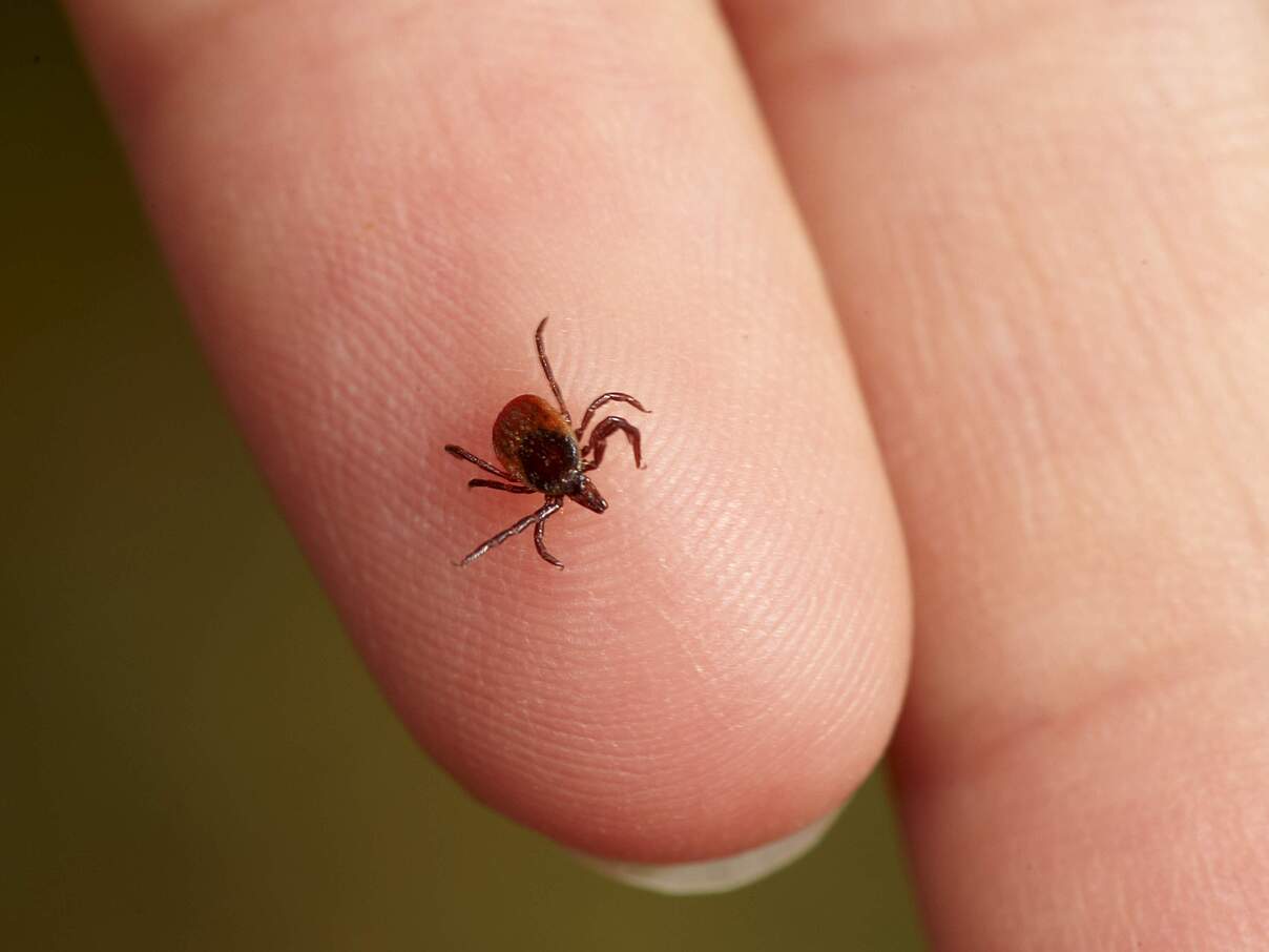 Zecken können sehr unangenehme Besucher auf unserer Haut werden © Ola Jennersten / WWF Schweden