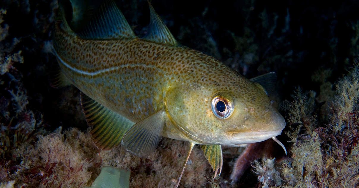 Der Dorsch in der Ostsee – eine Tragödie in (bis dato) vier Akten | WWF