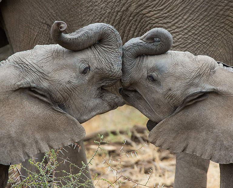 Elefantenkälber im Mashatu Game Reserve in Botswana © Jay Williams 