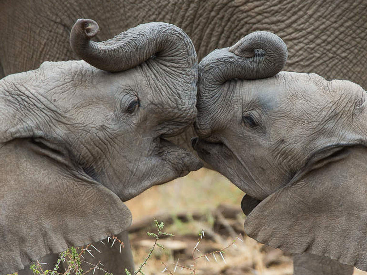 Elefantenkälber im Mashatu Game Reserve in Botswana © Jay Williams 