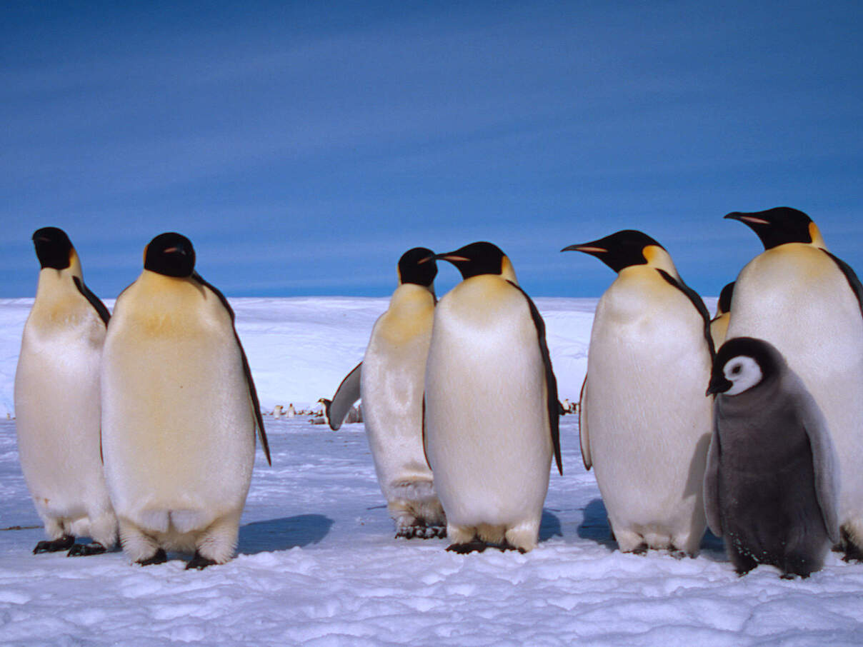 Eine Gruppe Kaiserpinguine und ein Küken