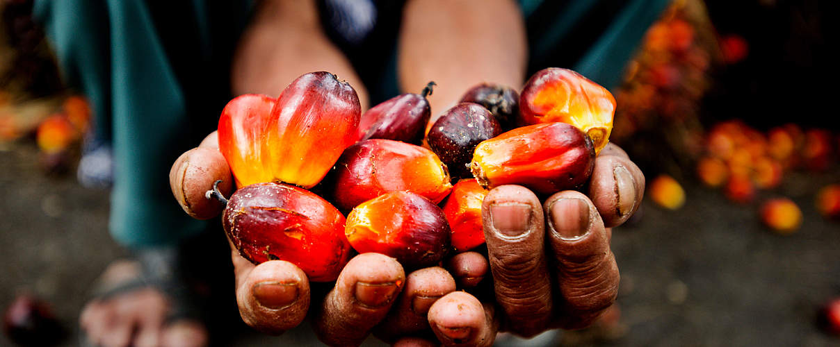 Früchte der Ölplame © James Morgan / WWF-International