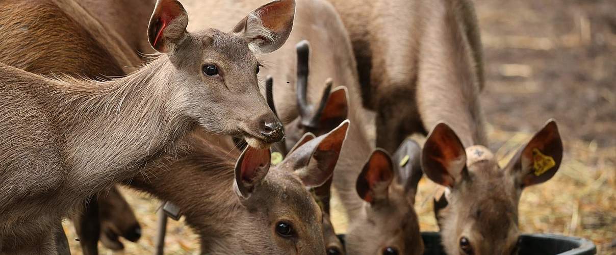 Sambar-Hirsche © W. Phumanee / WWF Thailand