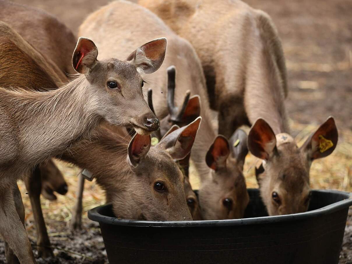 Sambar-Hirsche © W. Phumanee / WWF Thailand