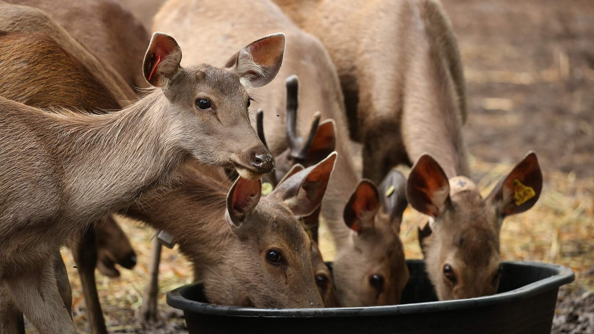 Sambar-Hirsche © W. Phumanee / WWF Thailand