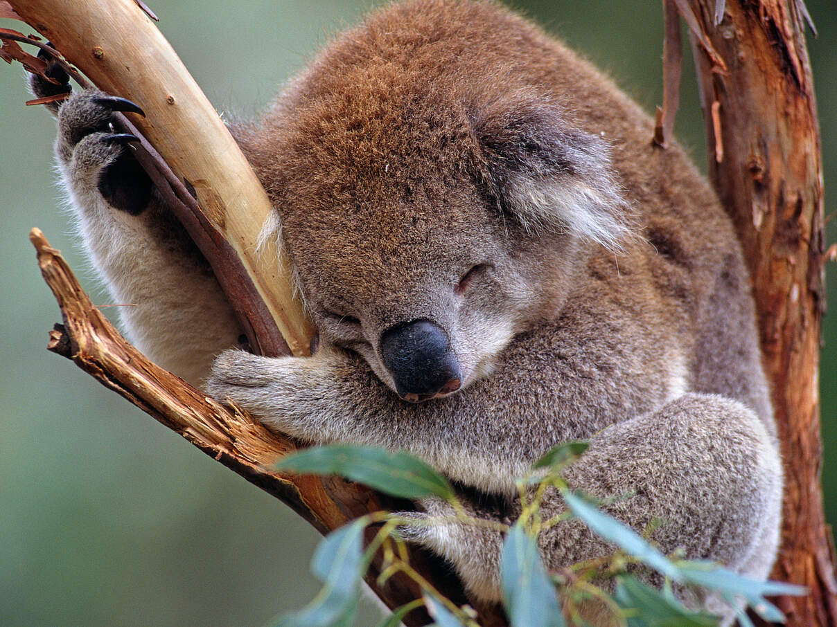 Schlafender Koala