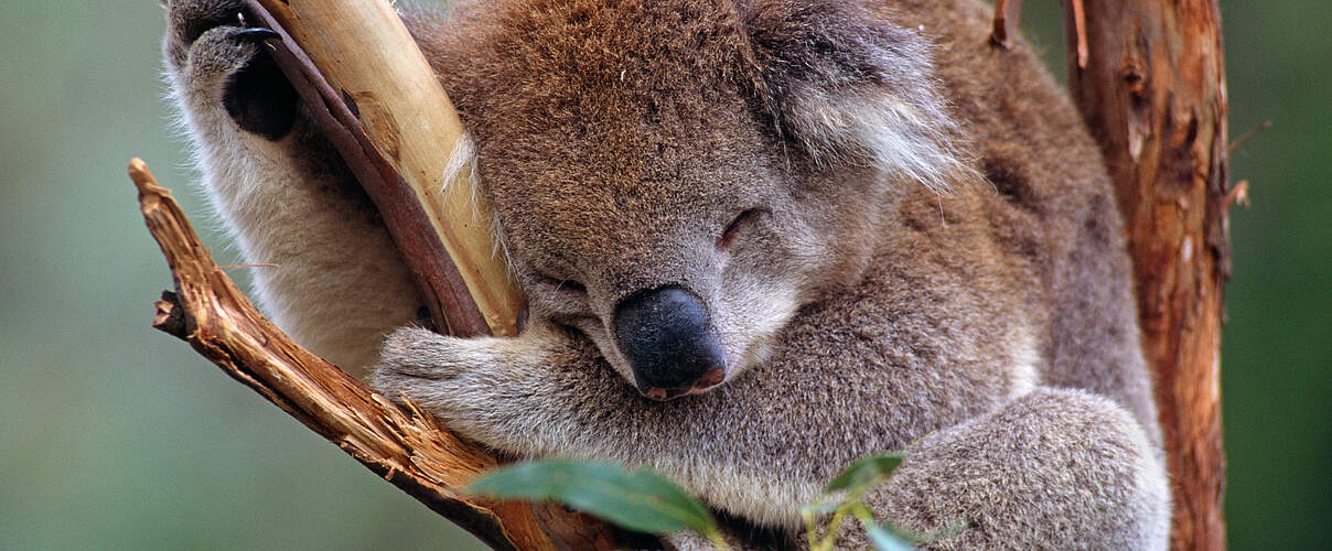 Schlafender Koala