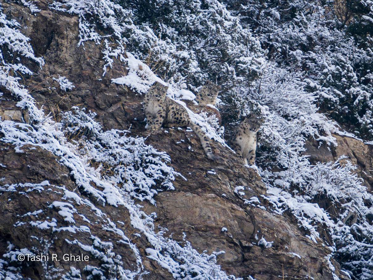 Schneeleoparden in Nepal © Tashi R. Ghale Schneeleoparden in Nepal © Tashi R. Ghale