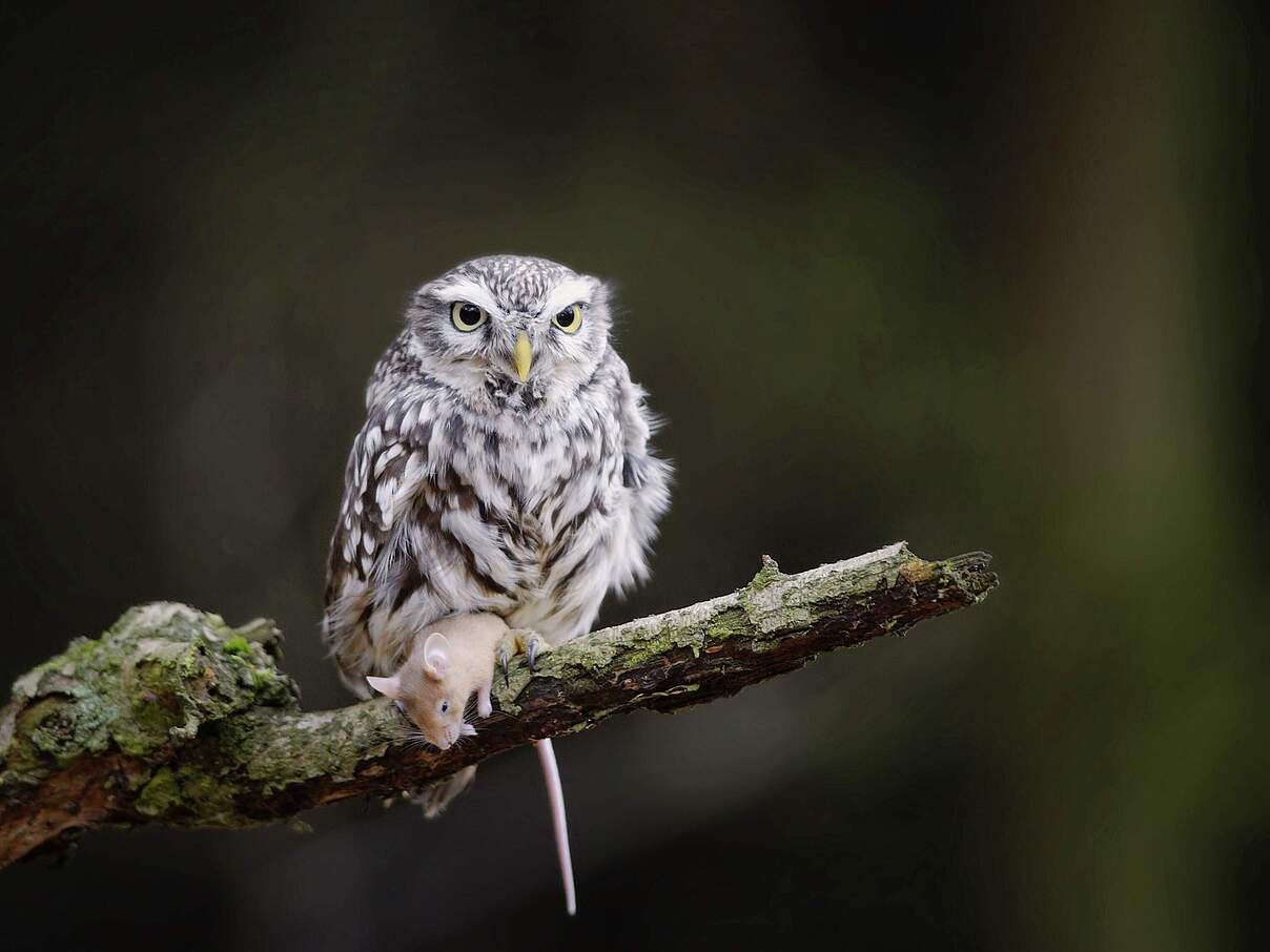 Steinkauz sitzt mit erbeuteter Maus auf einem Ast
