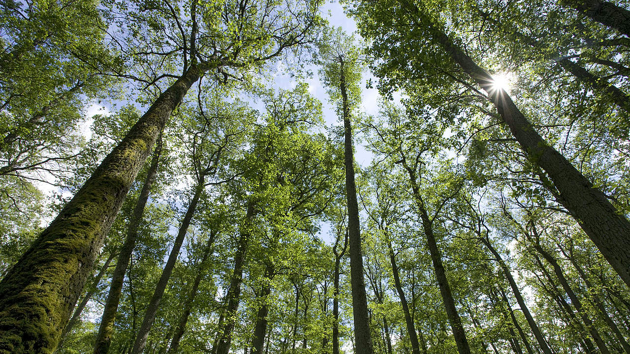 Europäischer Wald © Wild Wonders of Europe / Mark Hamblin / WWF