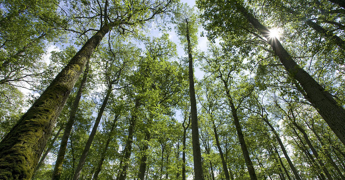 Schutz für die Wälder der Erde