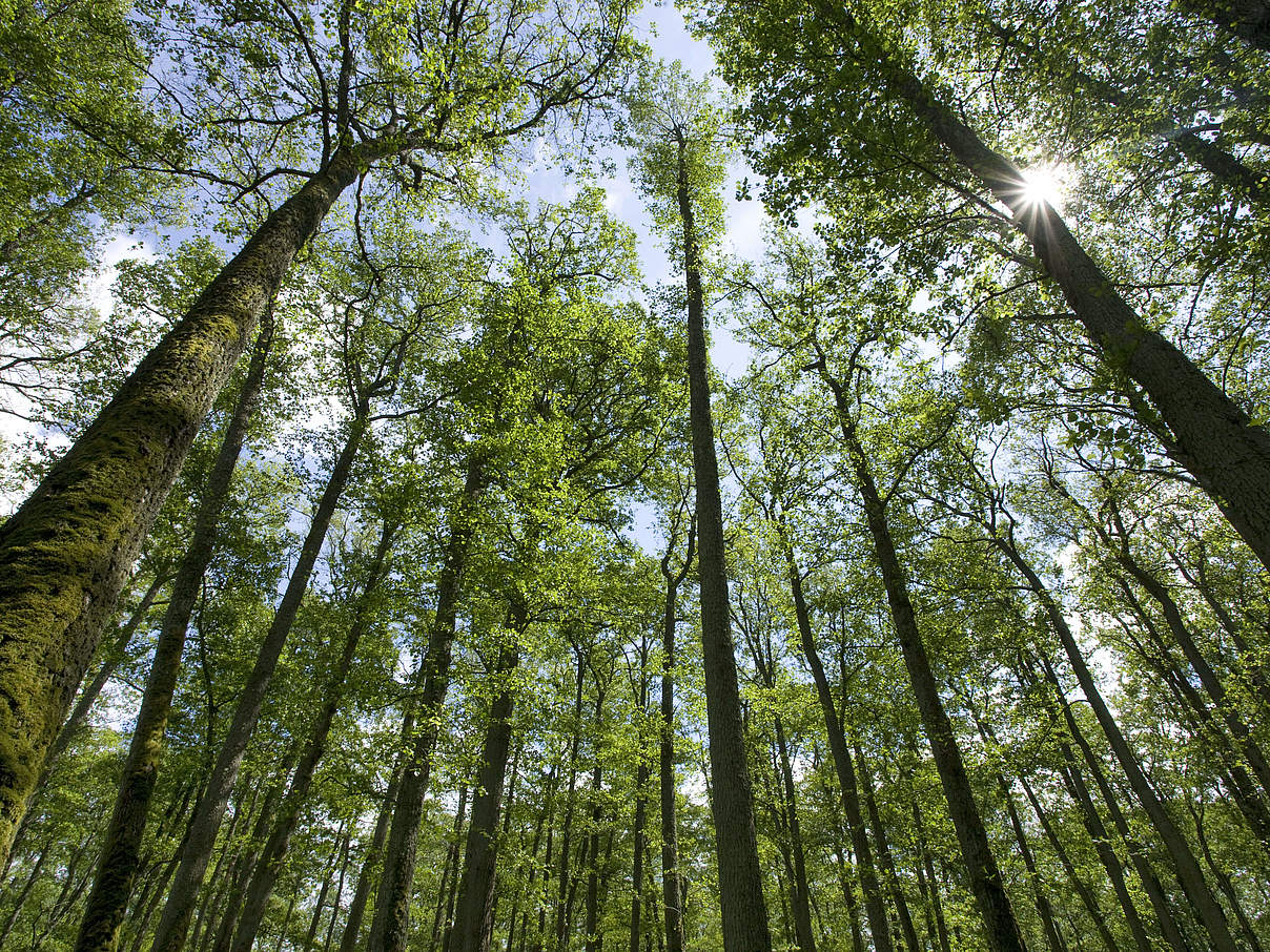 Europäischer Wald © Wild Wonders of Europe / Mark Hamblin / WWF