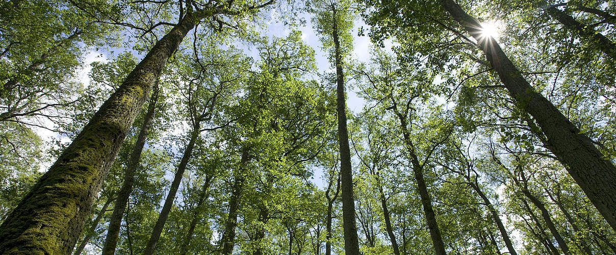 Europäischer Wald © Wild Wonders of Europe / Mark Hamblin / WWF