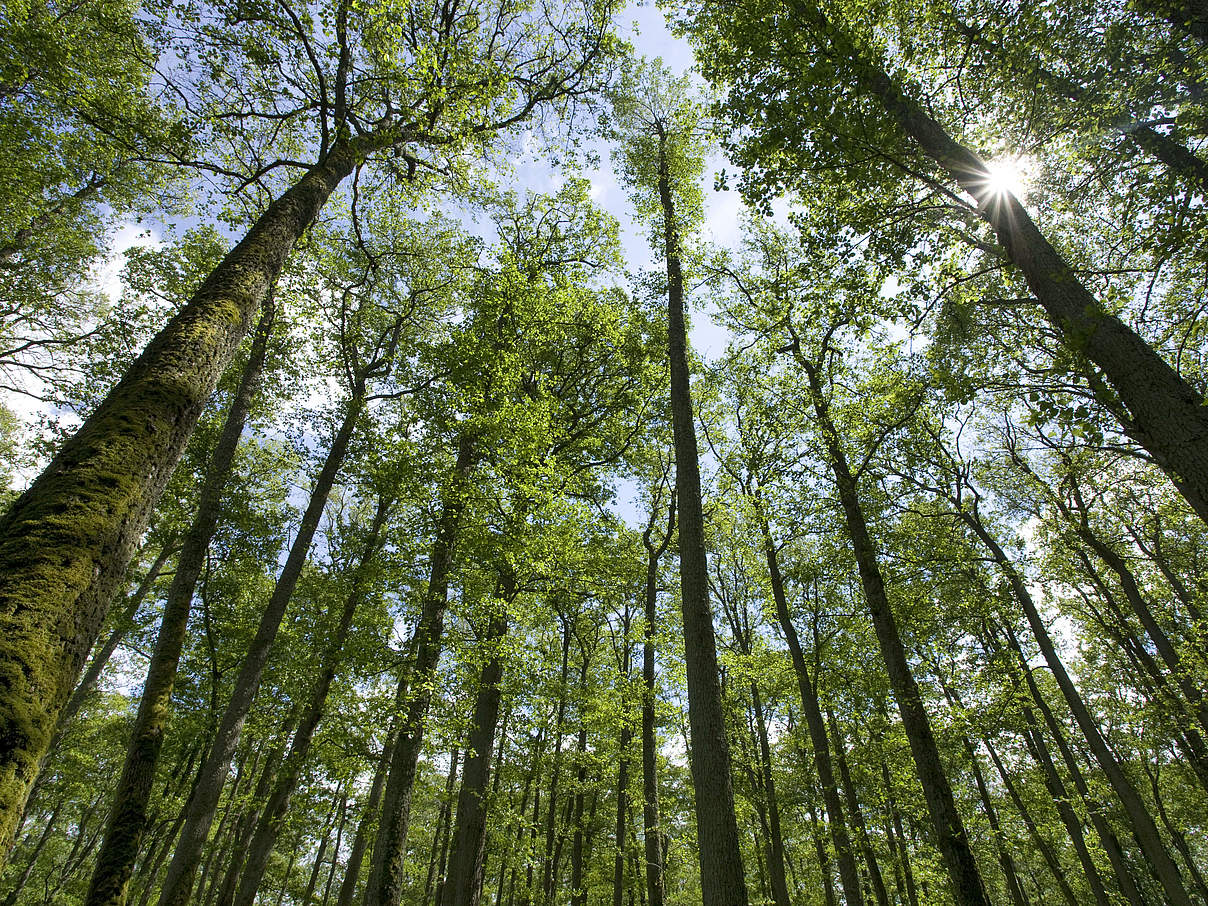 Europäischer Wald © Wild Wonders of Europe / Mark Hamblin / WWF