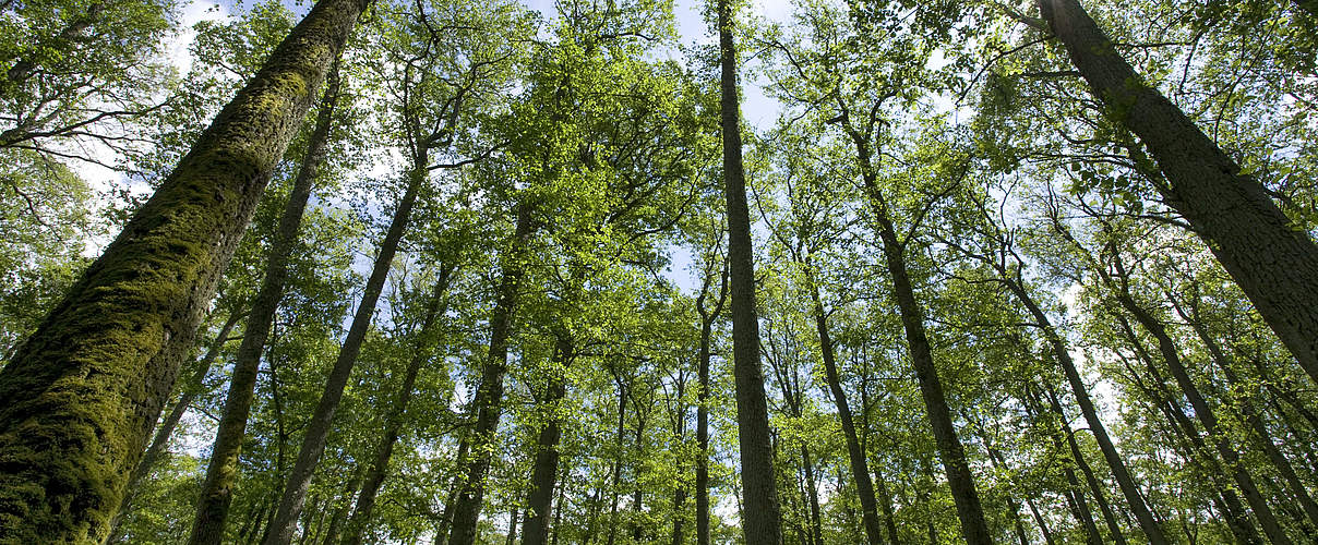 Europäischer Wald © Wild Wonders of Europe / Mark Hamblin / WWF