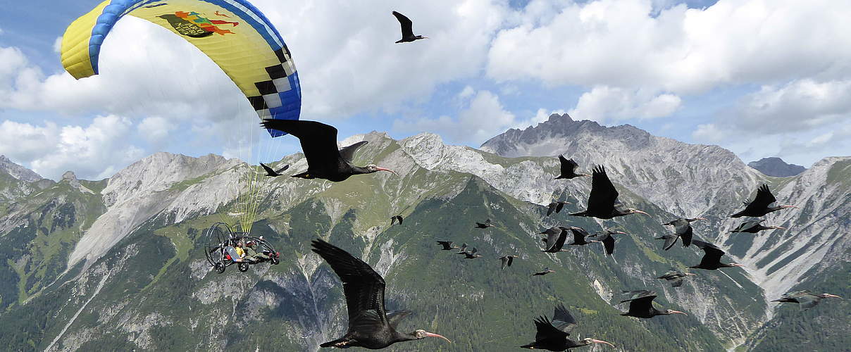 Auf dem Weg über die Alpen © Waldrappteam / LIFE Northern Bald Ibis