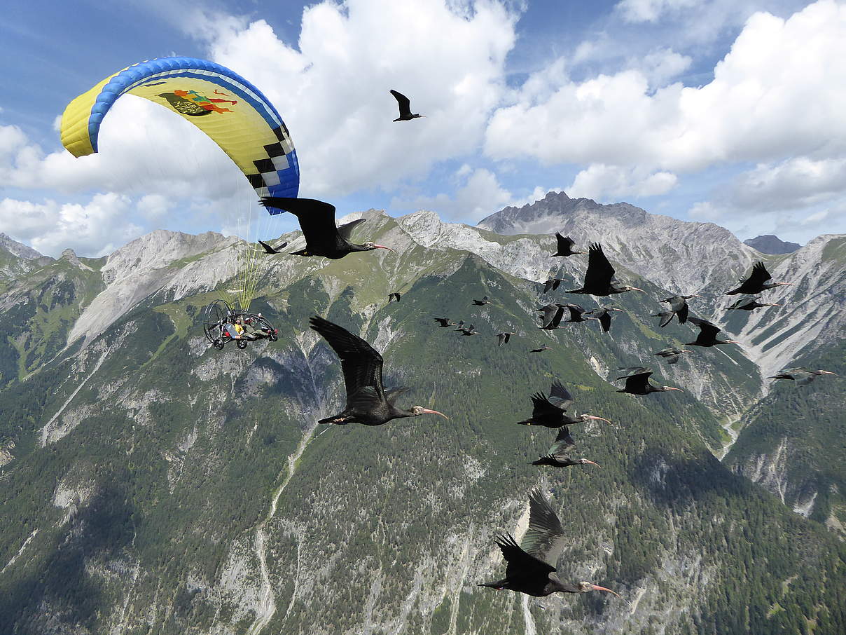 Auf dem Weg über die Alpen © Waldrappteam / LIFE Northern Bald Ibis