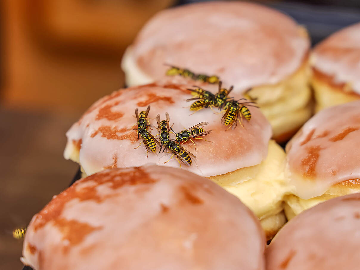 Wespen auf süßem Gebäck