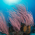 Unterwasserwelt am Great Barrier Reef © Jürgen Freund / WWF-Canon