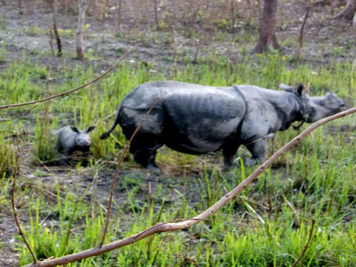 350 Rhino 17 and calf Jamir Ali WWF India © Jamir Ali / WWF